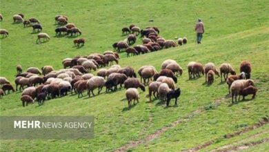واگذاری ۷ طرح مرتعداری در سمنان؛ گامی بلند برای مدیریت مشارکتی مراتع