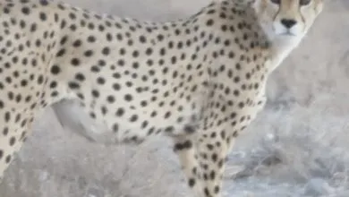 هشدار درباره آینده یوزپلنگ ایرانی| حفاظت با چشم بسته ممکن...