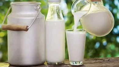 افزایش تولید شیر در آذربایجان شرقی