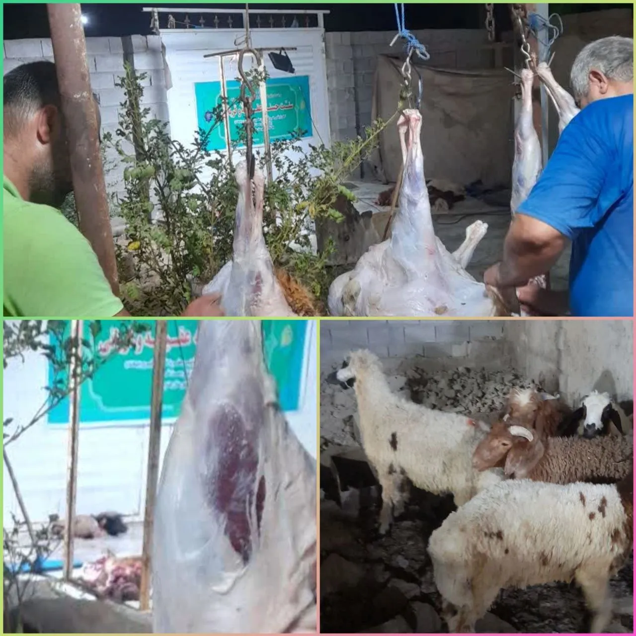 توزیع گوشت گرم میان نیازمندان